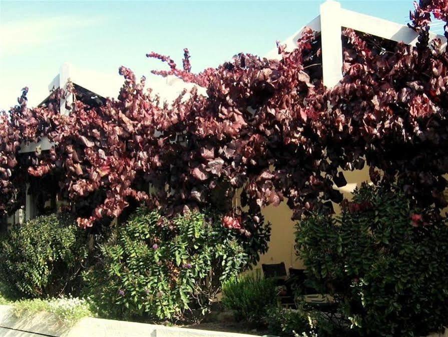 Bellevue Bed & Breakfast Mclaren Vale Buitenkant foto